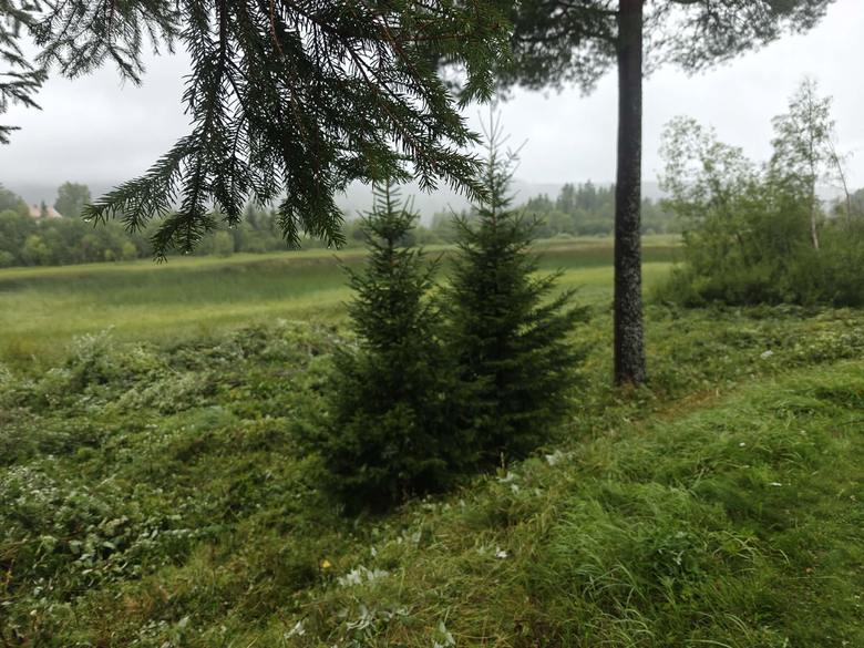 Samma granar efter röjning, med ren mark runt omkring