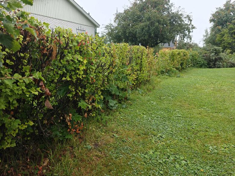 Övervuxen häck längs husväggen före klippning