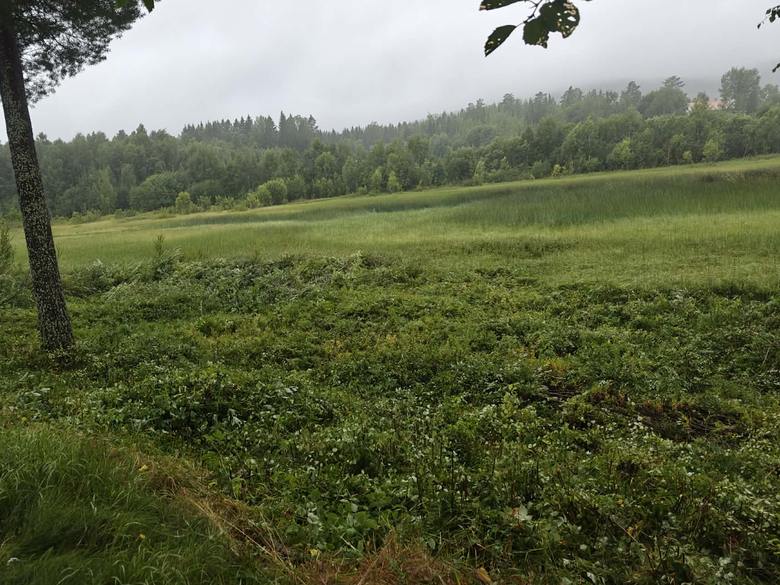Samma slänt efter slyröjning, med fri sikt mot ängen